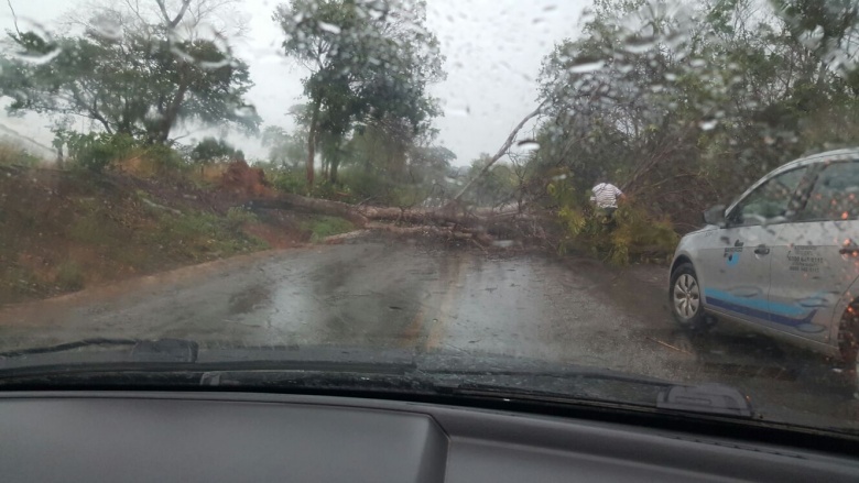 Chuva derrubou árvores em Niquelândia