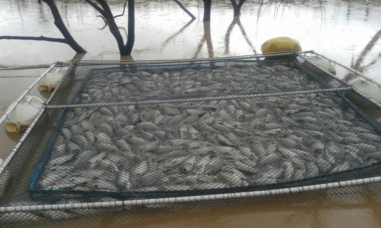 Tanque-rede no Lago Serra da Mesa: agrotÃ³xicos ou foram outras causas?