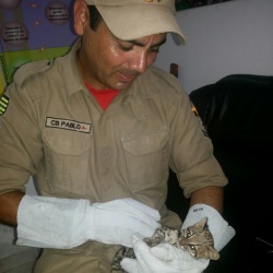 Bombeiro com o pequeno, mas feroz, filhote de jaguatirica nas mÃ£os