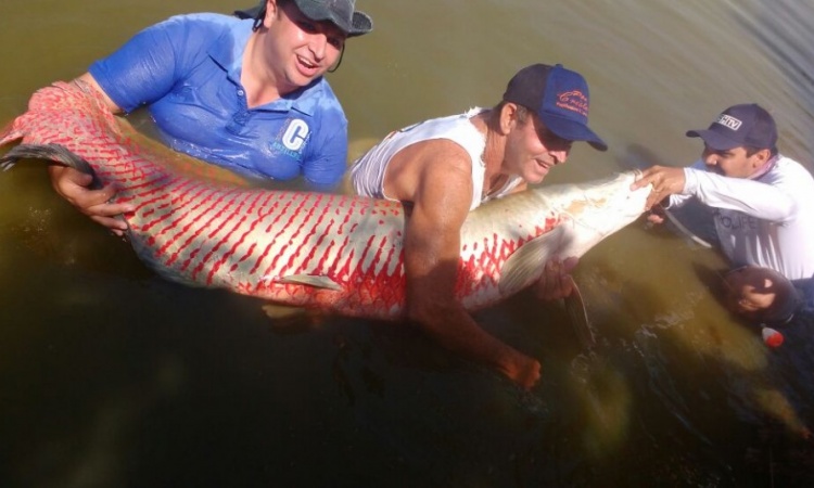 Pesca irregular de pirarucu provocou a morte do peixe