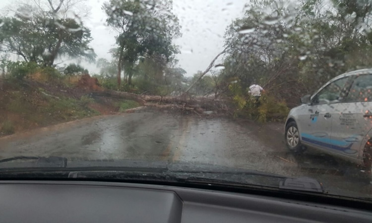 Chuva derrubou árvores em Niquelândia