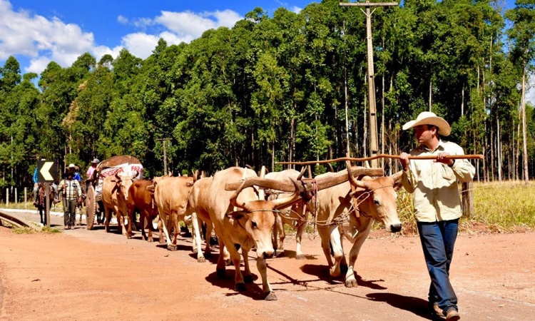 A tradiÃ§Ã£o dos carros de boi estÃ¡ presente na festa do Divino Pai Eterno, em Trindade: centenas deles tÃªm atÃ© local para desfile no carreirÃ³dromo