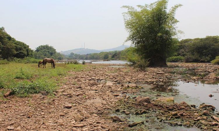 Animais pastam livremente no leito do rio, um dos principais da regiÃ£o