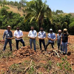 ProduÃ§Ã£o de mandioca no Nordeste vai impulsionar a economia local