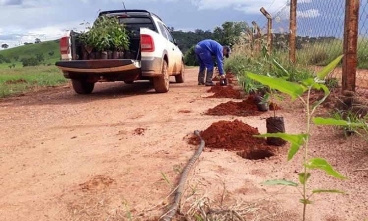 CinturÃ£o Verde estÃ¡ sendo plantado ao redor da planta industrial da CRV Industrial: aÃ§Ã£o de responsabilidade