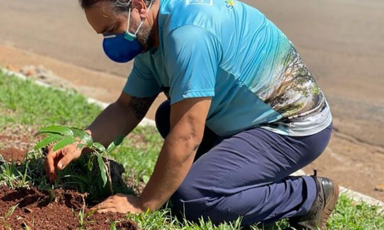 Projeto de arborização das vias da cidade: melhorias no meio ambiente