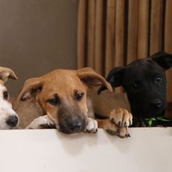 Senador Canedo promove segunda edição da campanha Adote um Amiguinho